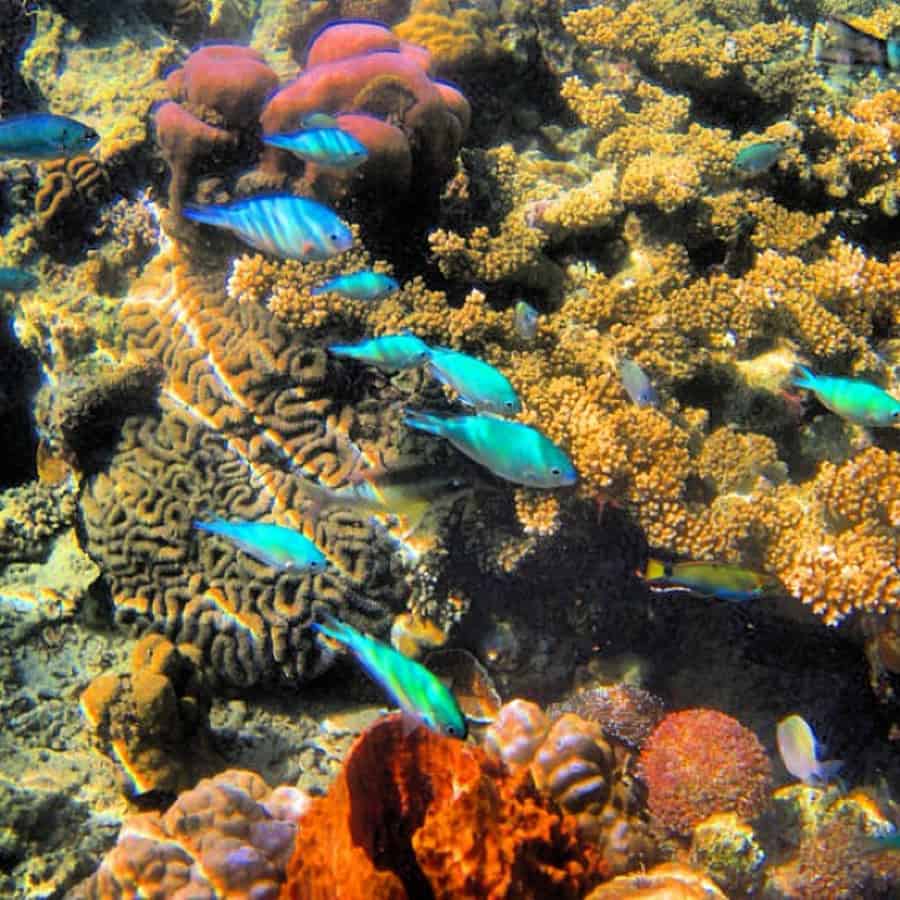 fishies swimming around corals in our coron boat tours