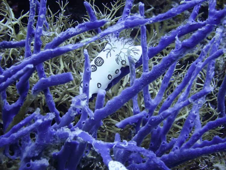 A white sea slug with black spots and frilly appendages gracefully crawls among vibrant purple coral branches and greenish seaweed, adding to the vivid underwater tapestry that scuba diving enthusiasts cherish.