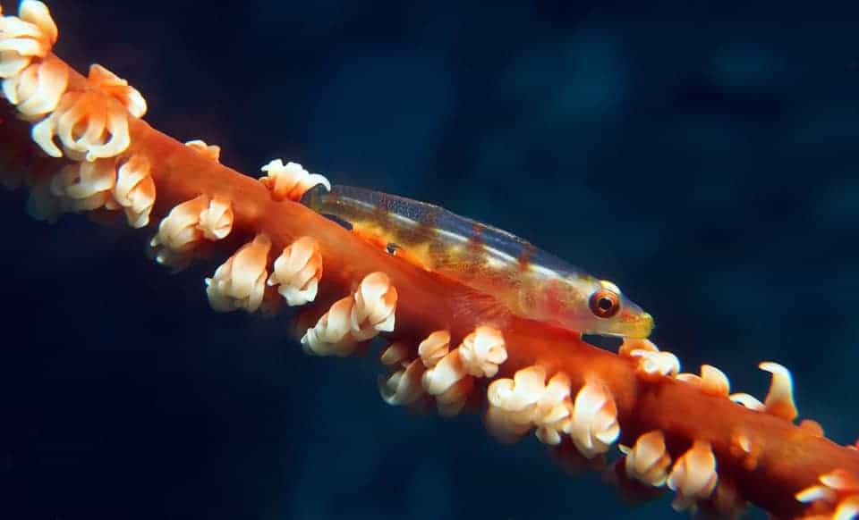 A small fish clings to an orange coral reef adorned with white polyps off the coast of Coron. The ocean background is a deep blue, highlighting the vibrant colors of the reef and the translucent body of the fish.