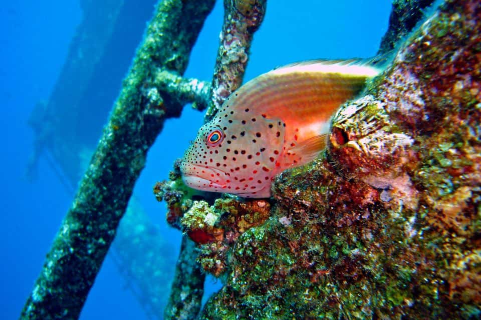 Amid the coral-encrusted steel beams of a sunken wreck in Coron, a spotted coral grouper fish rests peacefully. Its body, an orange masterpiece adorned with small black spots, contrasts beautifully against the deep blue ocean—a sight worthy of any scuba diving adventure.