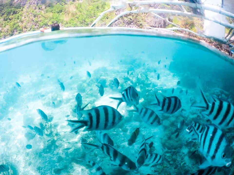 Clear water view of striped fish swimming near the ocean surface in Palawan, with coral and a rocky shoreline visible in the background. This picturesque scene is often experienced during an island hopping boat tour.