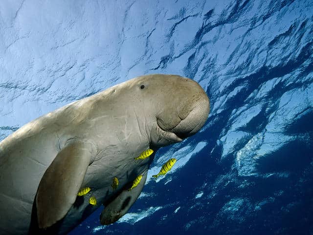 A dugong swims gracefully underwater near Coron, accompanied by several small yellow fish. The sunlight filters through the water, casting a blue tone over the scene, highlighting the dugong's gentle features and the fish's vibrant color—a mesmerizing sight for those on a boat tour.
