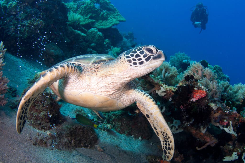 A sea turtle gracefully swims near a coral reef, its silhouette framed by the vibrant ocean life surrounding an expedition in El Nido, with a scuba diver exploring the wonders in the background.