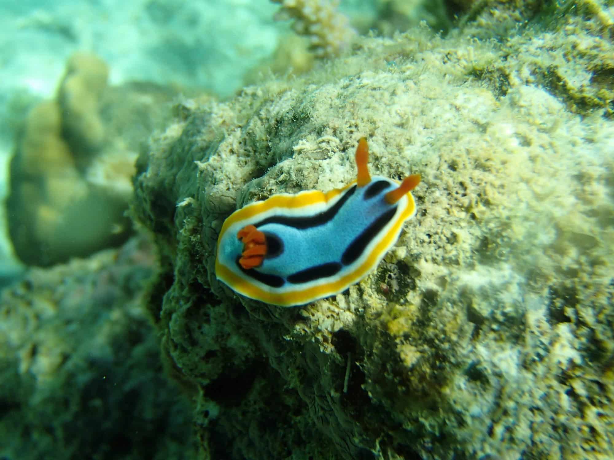 Atwayan Beach in Coron crawling sea snail