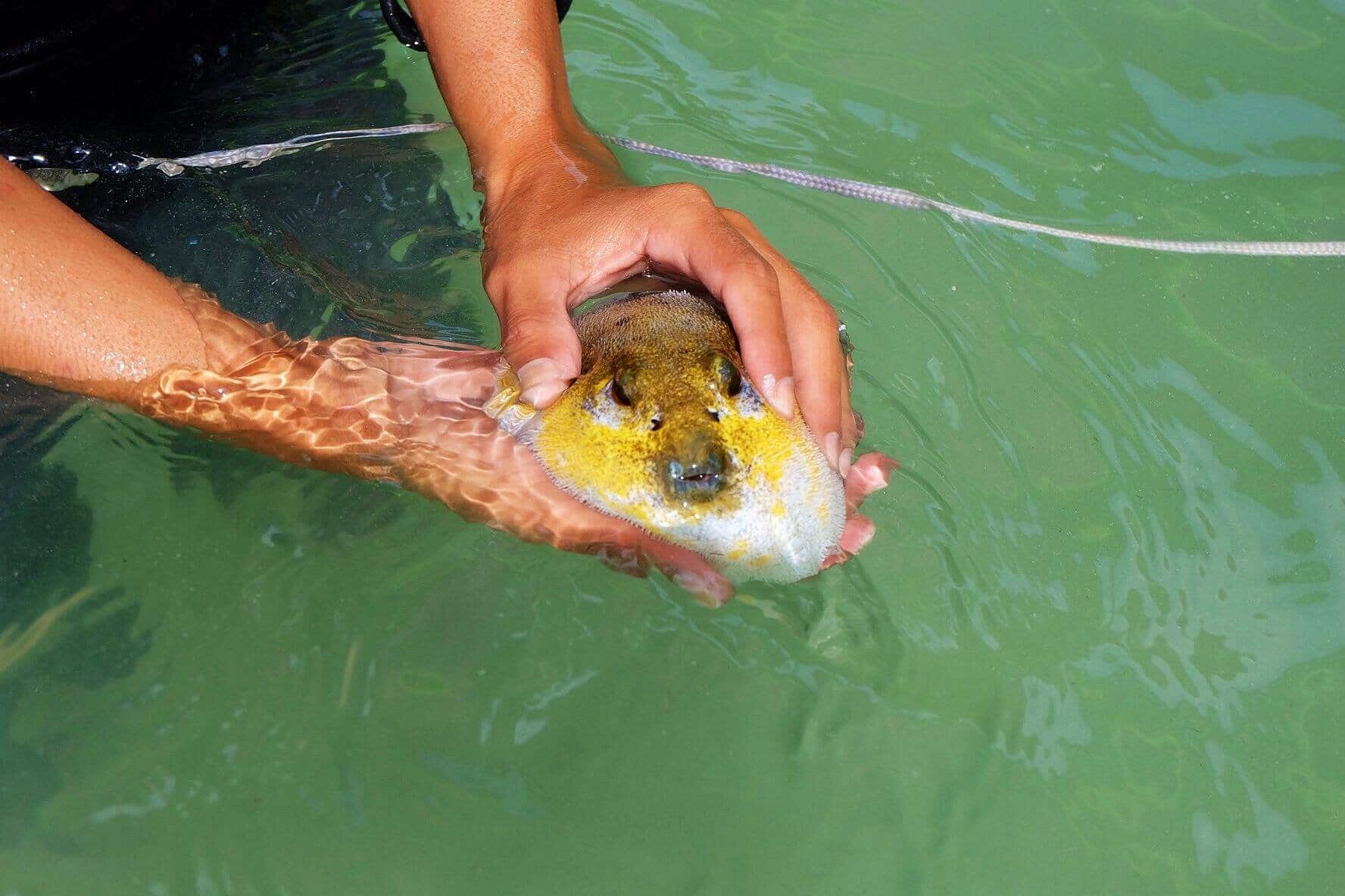 Atwayan beach coron boat tour palawan Philippines holding some interesting sea animal
