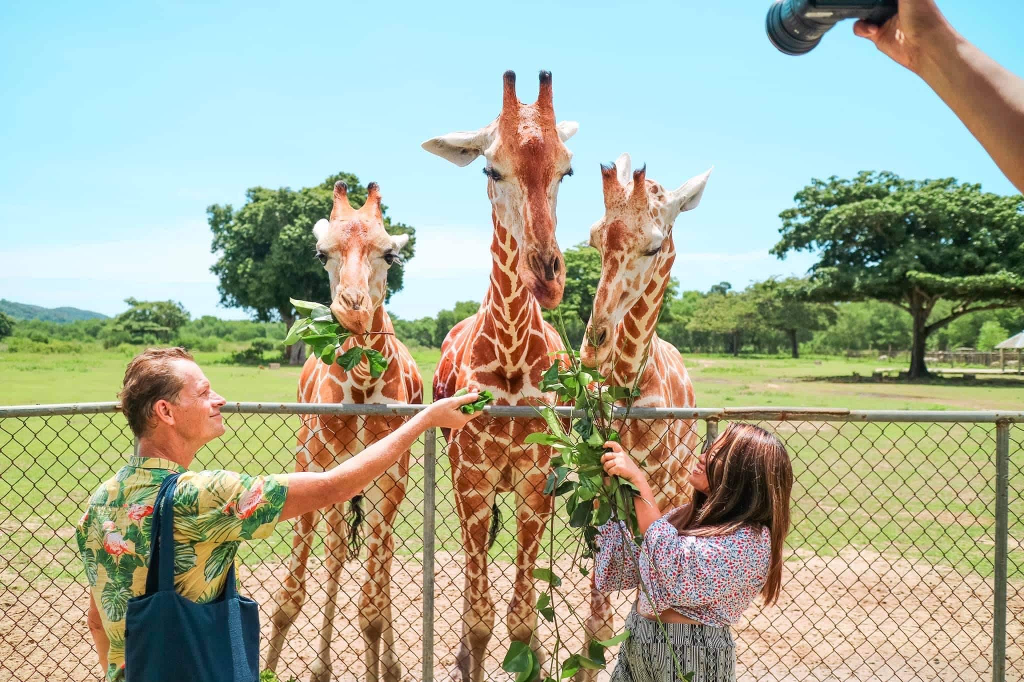 Two people feed three giraffes over a fence at Calauit Safari Park in Palawan. The scene is bright and sunny, with green trees and grass stretching across the landscape. A third person in the foreground captures this magical moment on camera.