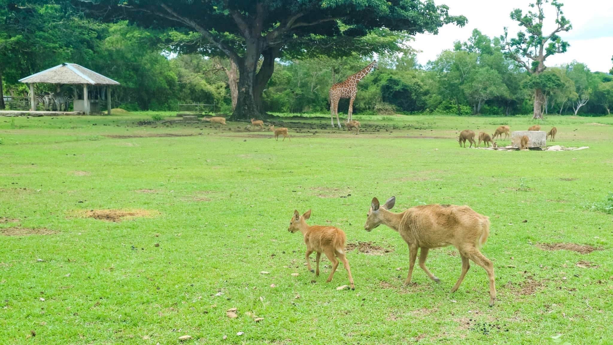 A grassy field with two deer strolling in the foreground, a gazebo on the left, and a giraffe standing under a large tree in the background. Nearby, several other animals are grazing peacefully. The lush and green scene feels reminiscent of a serene boat tour through Palawan's exotic landscapes.
