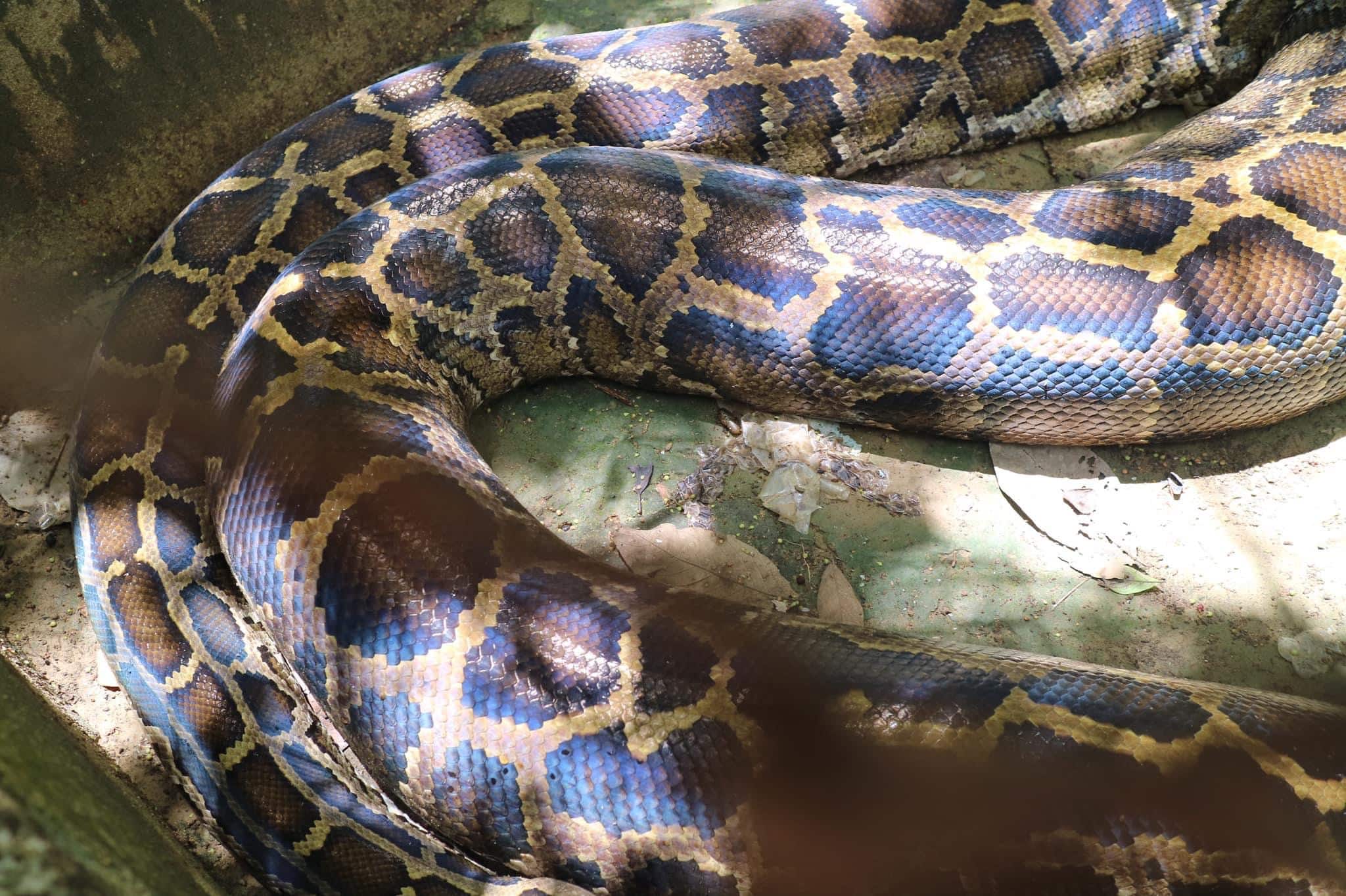 Close-up image of a large python resting on a textured surface, reminiscent of the natural beauty found during island hopping adventures. The snake's scales display a pattern of dark brown and tan spots, with a sheen reflecting sunlight. Leaves and shadows are visible in the background.