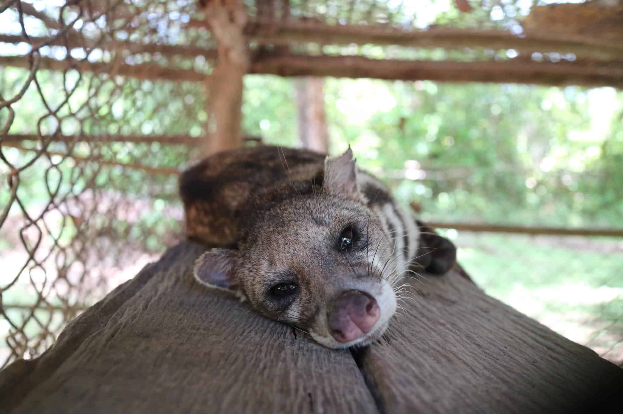 A civet rests on a wooden surface inside an enclosure at Calauit Safari Park, with its head turned towards the camera. The surrounding area is enclosed with netting, and green foliage is visible in the background, reflecting the lush beauty of Palawan.