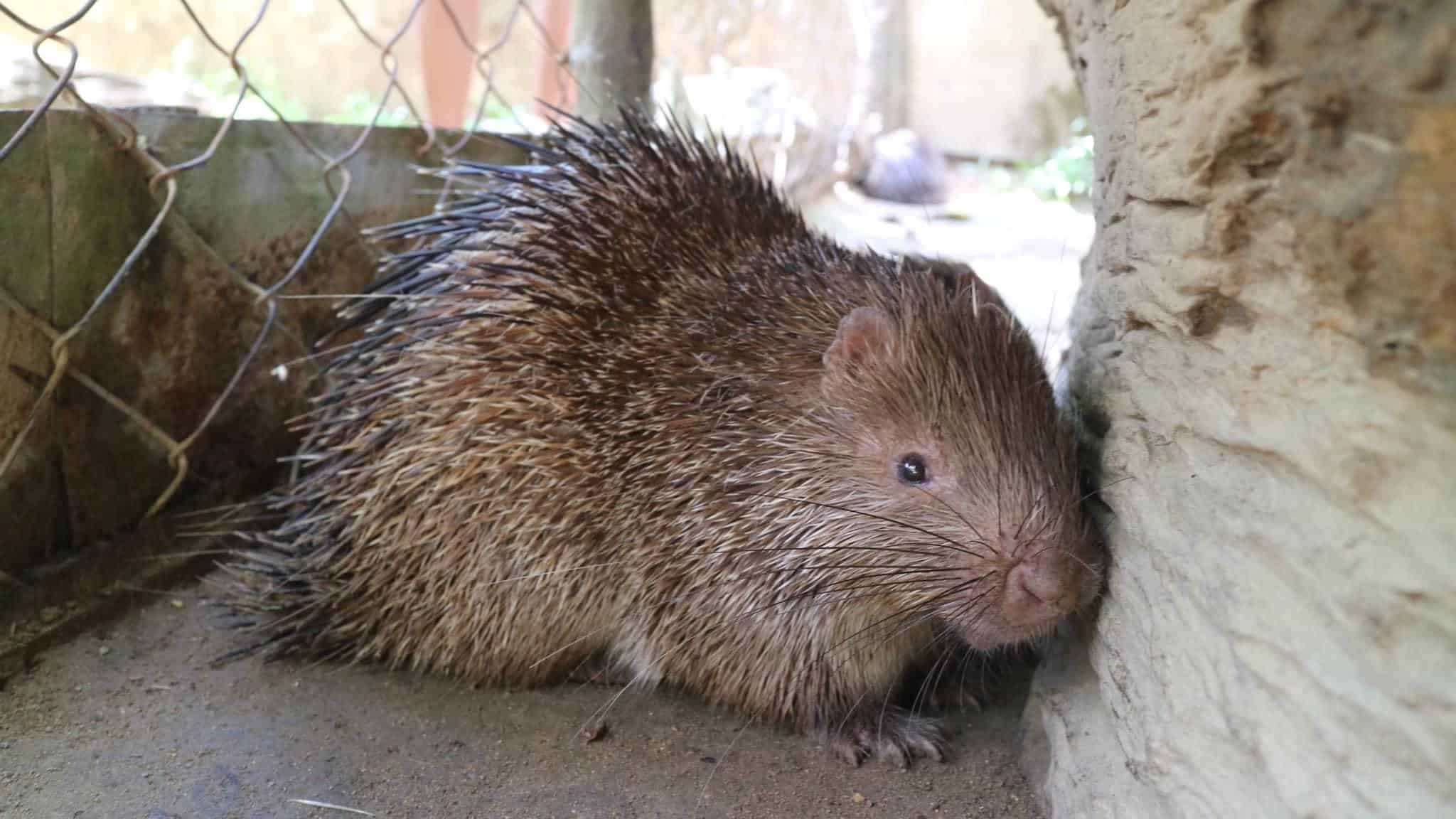 A porcupine rests against a rock in its enclosure, quills raised yet calm. The sandy ground mirrors the beaches of Coron, with greenery beyond the fence reminiscent of island hopping.
