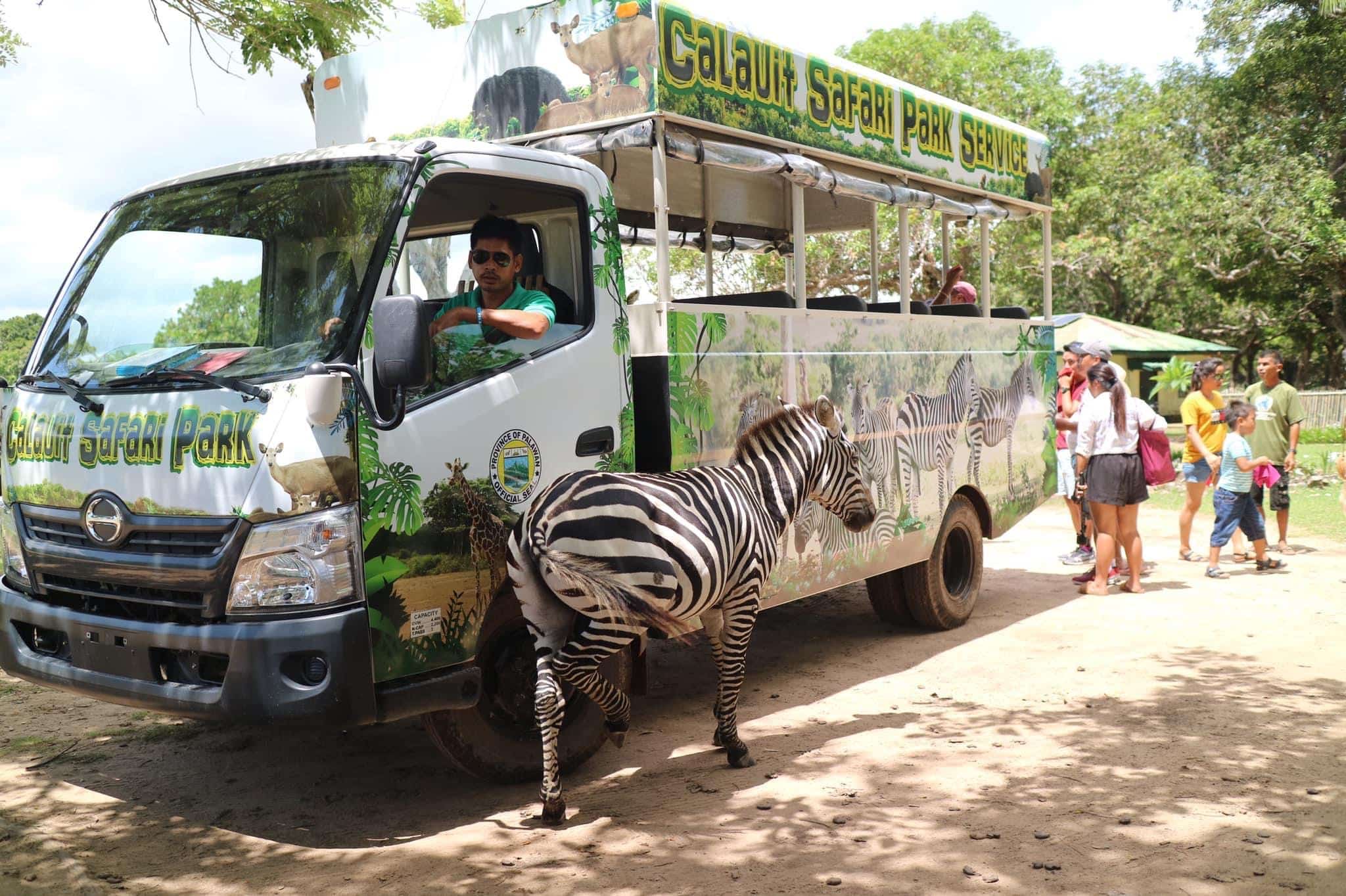 A zebra stands in front of a safari park truck, partially blocking its path in Calauit Safari Park. The truck has open sides with people inside, while other visitors are gathered nearby. Majestic trees reminiscent of those found around Coron, Palawan, form a lush backdrop.