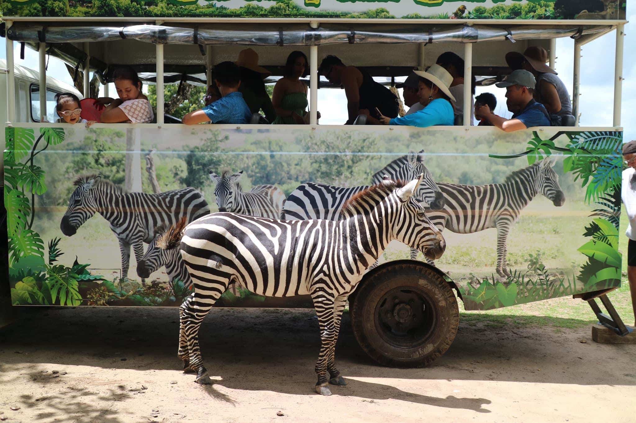 A zebra stands beside a vehicle decorated with images of zebras, resembling the vibrant spirit of island hopping. The vehicle is filled with people observing the animal, much like adventurers on a boat tour. The scene appears to be part of a safari or wildlife tour, with trees and grass in the background.