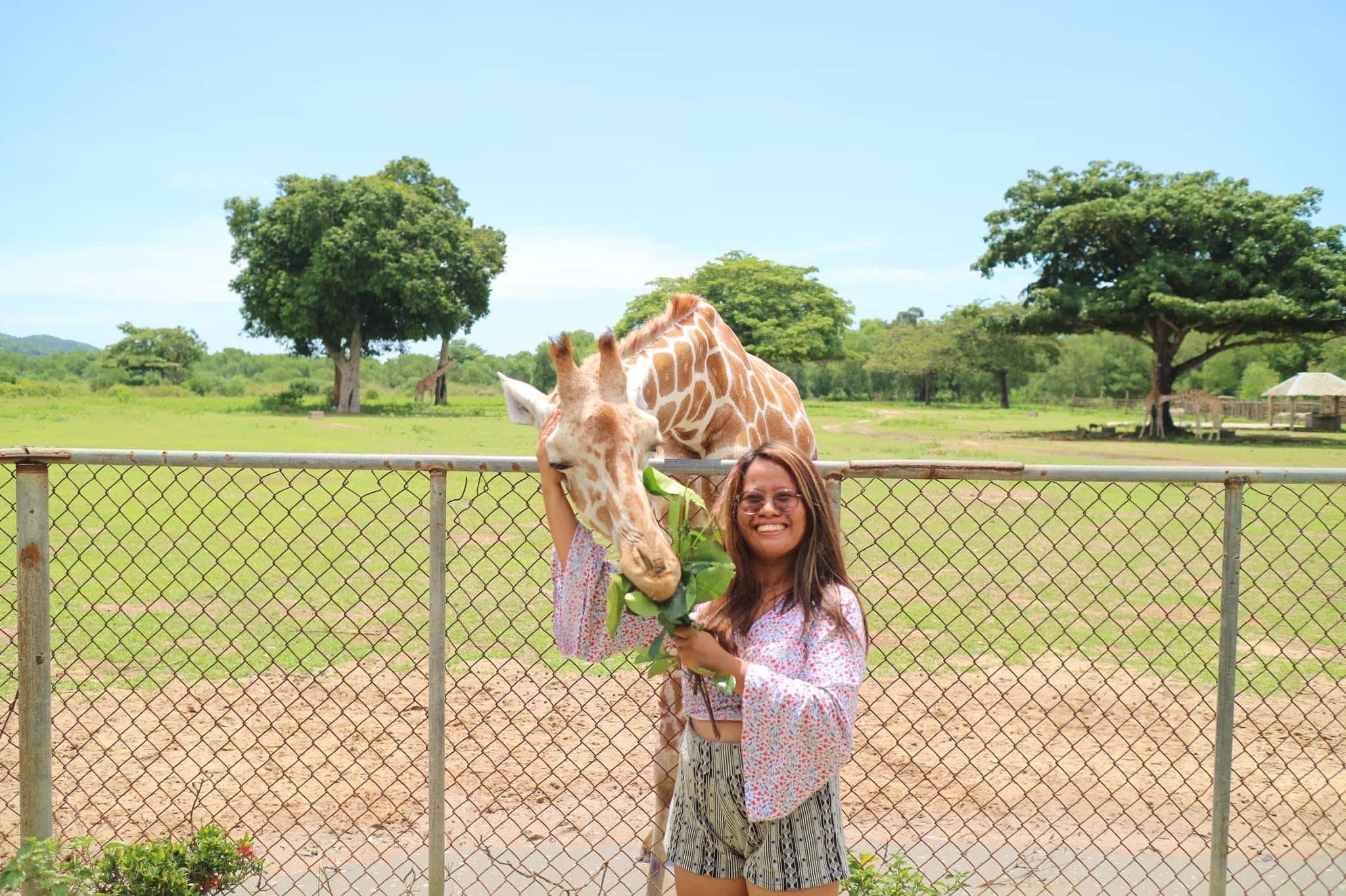 A person stands in front of a chain-link fence, smiling while feeding a giraffe a leafy branch. The background features a grassy field and trees under a clear blue sky, reminiscent of the serene landscapes one might encounter on a boat tour through Coron, Palawan.