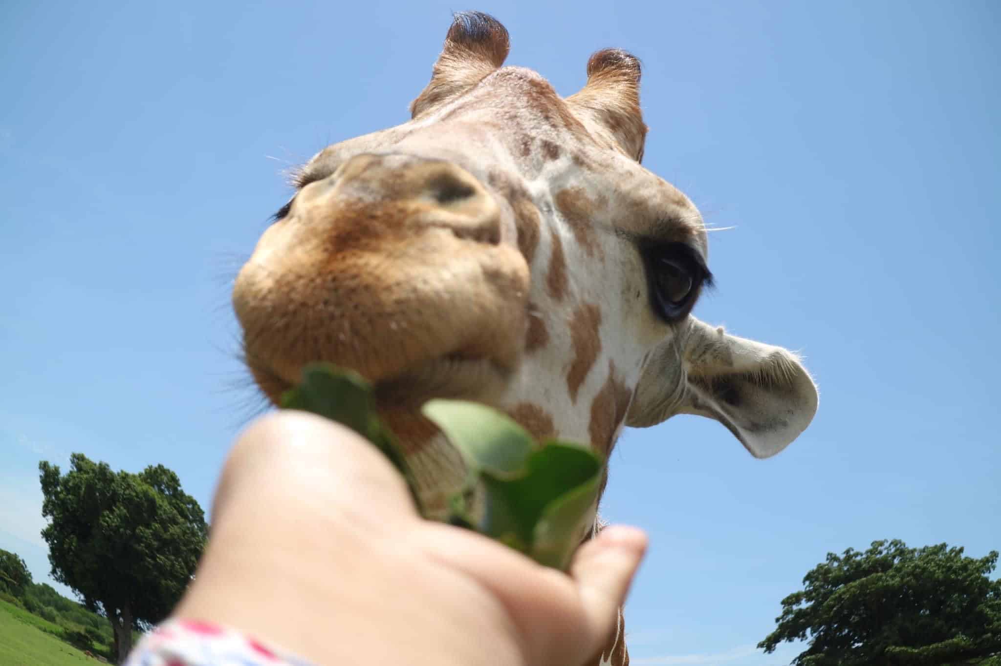 A close-up of a giraffe being fed leaves by a hand at Calauit Safari Park. The giraffe's face is prominent, set against the clear blue sky and the lush green trees on Palawan's horizon.