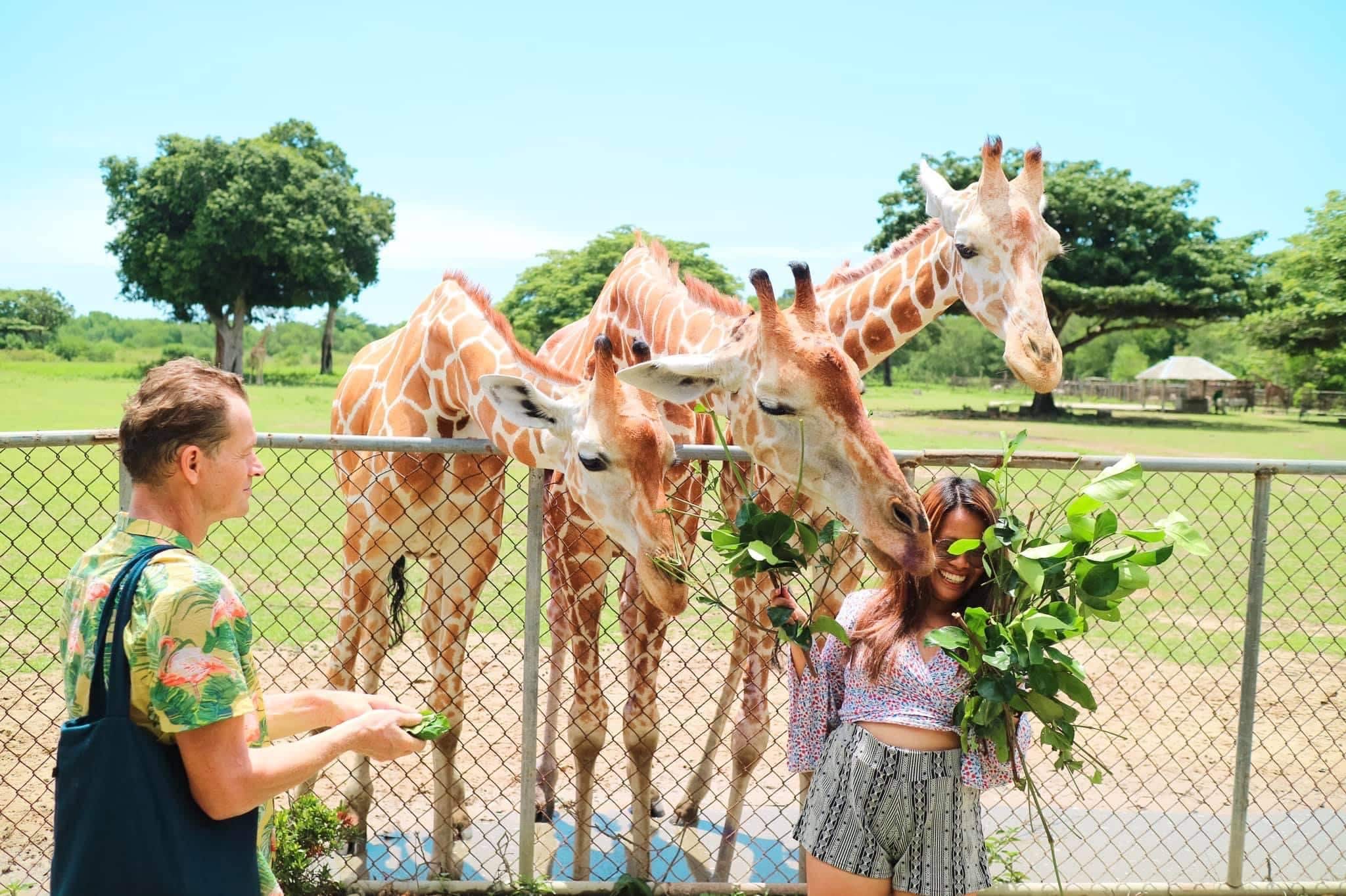 At Calauit Safari Park, two people joyfully feed giraffes over a fence. One holds leaves while the other grins as the gentle giants munch from their hands. Behind them, a grassy area with trees stretches under a clear blue sky, capturing the essence of island hopping adventures.