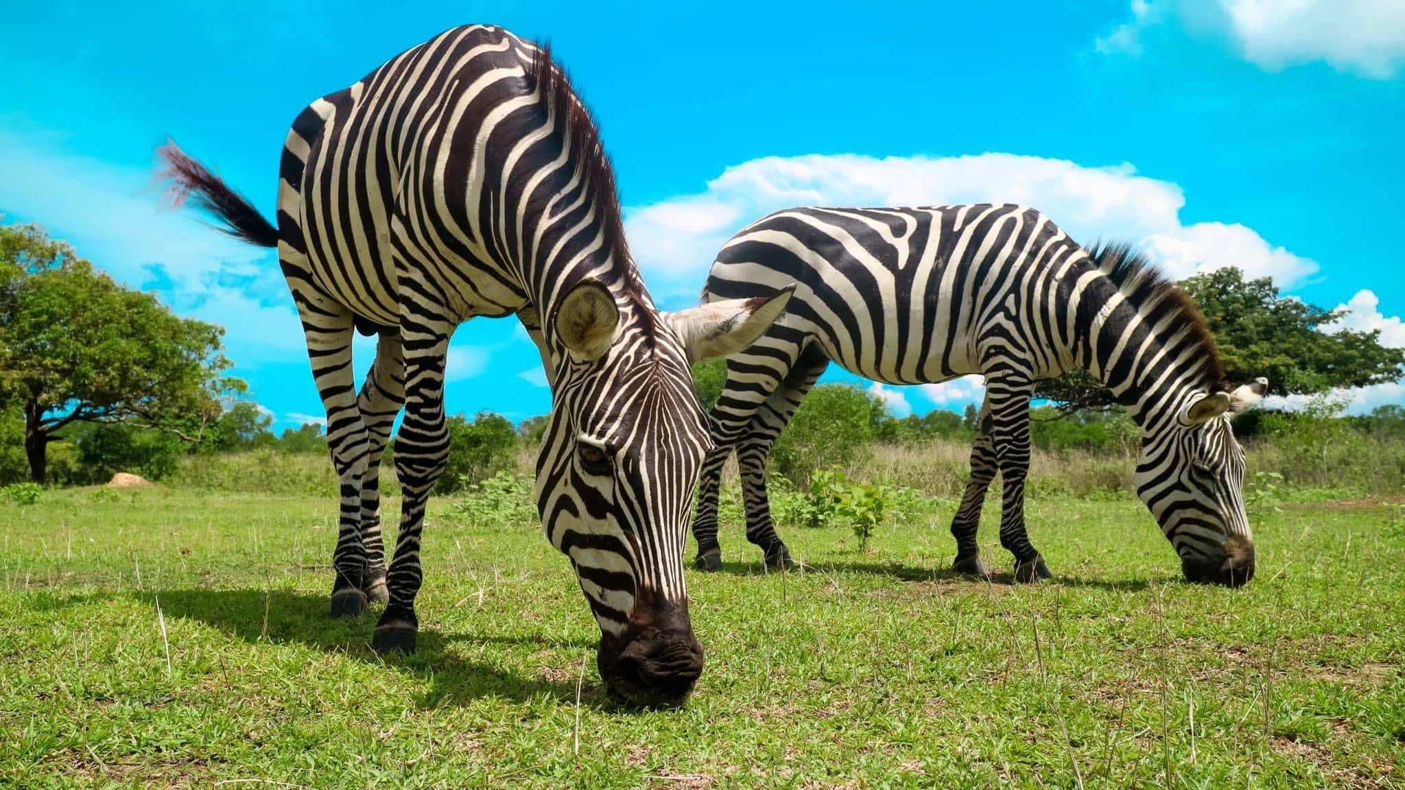 Two zebras graze on green grass under a bright blue sky, reminiscent of Coron during an island hopping adventure. The animals' black and white stripes stand out vividly. Lush trees and scattered clouds fill the background, creating a peaceful natural scene akin to views from a boat tour.