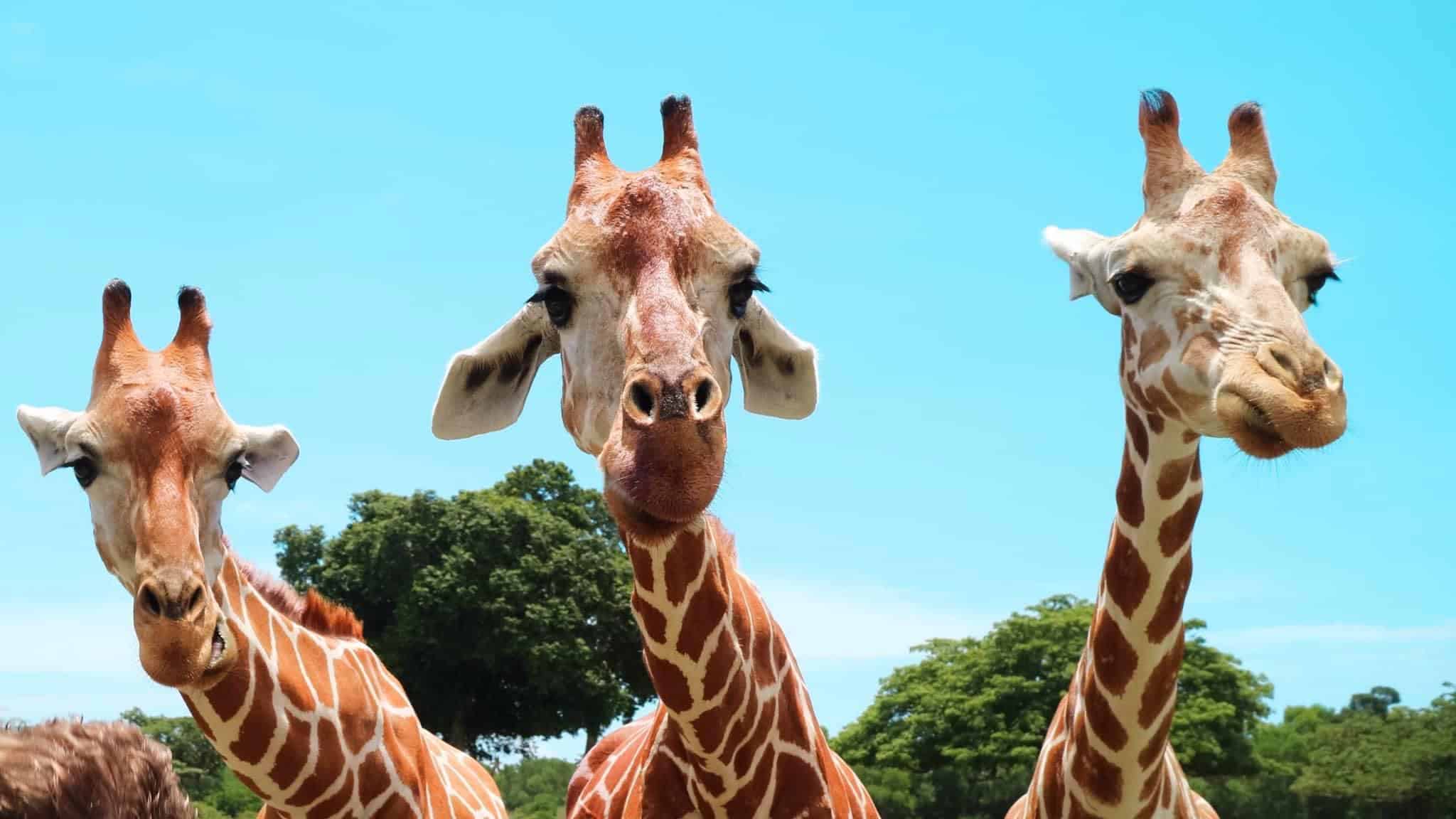 Three giraffes stand close together, peering curiously at the camera. Their long necks and patterned fur create an exotic scene reminiscent of a boat tour in Coron, where nature's wonders unfold against a background of trees and a clear blue sky.