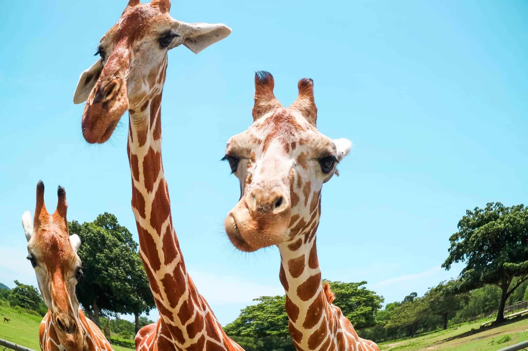 Three giraffes with long necks and distinctive patterns stand under a clear blue sky at Calauit Safari Park, with green trees in the background, creating a vibrant, nature-filled scene reminiscent of the lush landscapes near Coron.