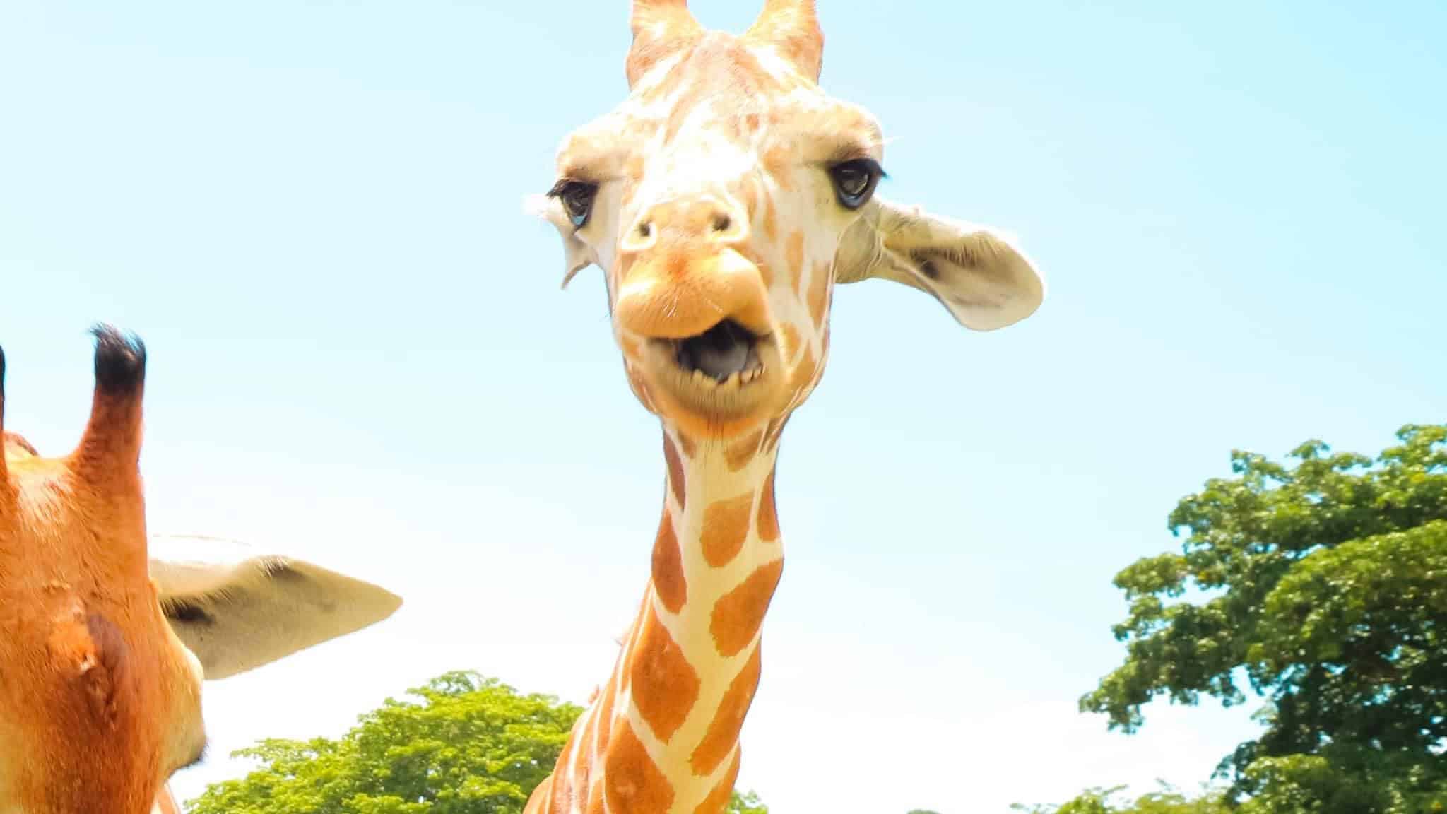 A close-up of a giraffe looking directly at the camera, reminiscent of a scene from the Calauit Safari Park in Palawan, with another giraffe partially visible on the left. The background features a bright blue sky and lush green trees.