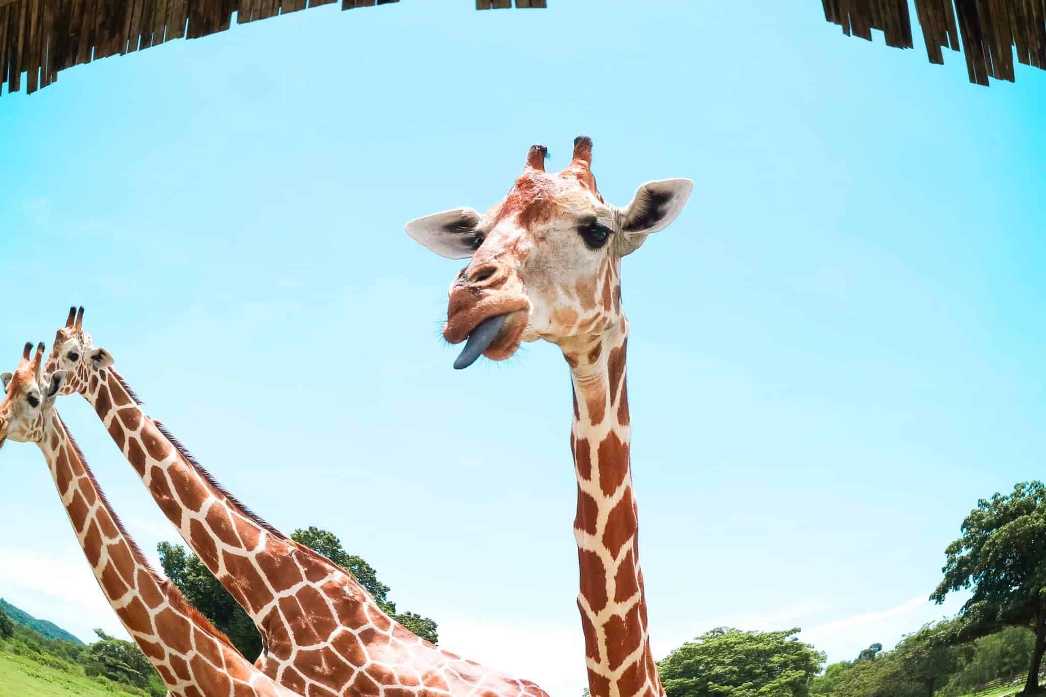 Close-up of a giraffe with its tongue out, set against a sky as blue as the waters around Palawan. Another giraffe is partially visible in the background. The top of the image is framed by a thatched roof, reminiscent of the island-hopping huts found in Coron.