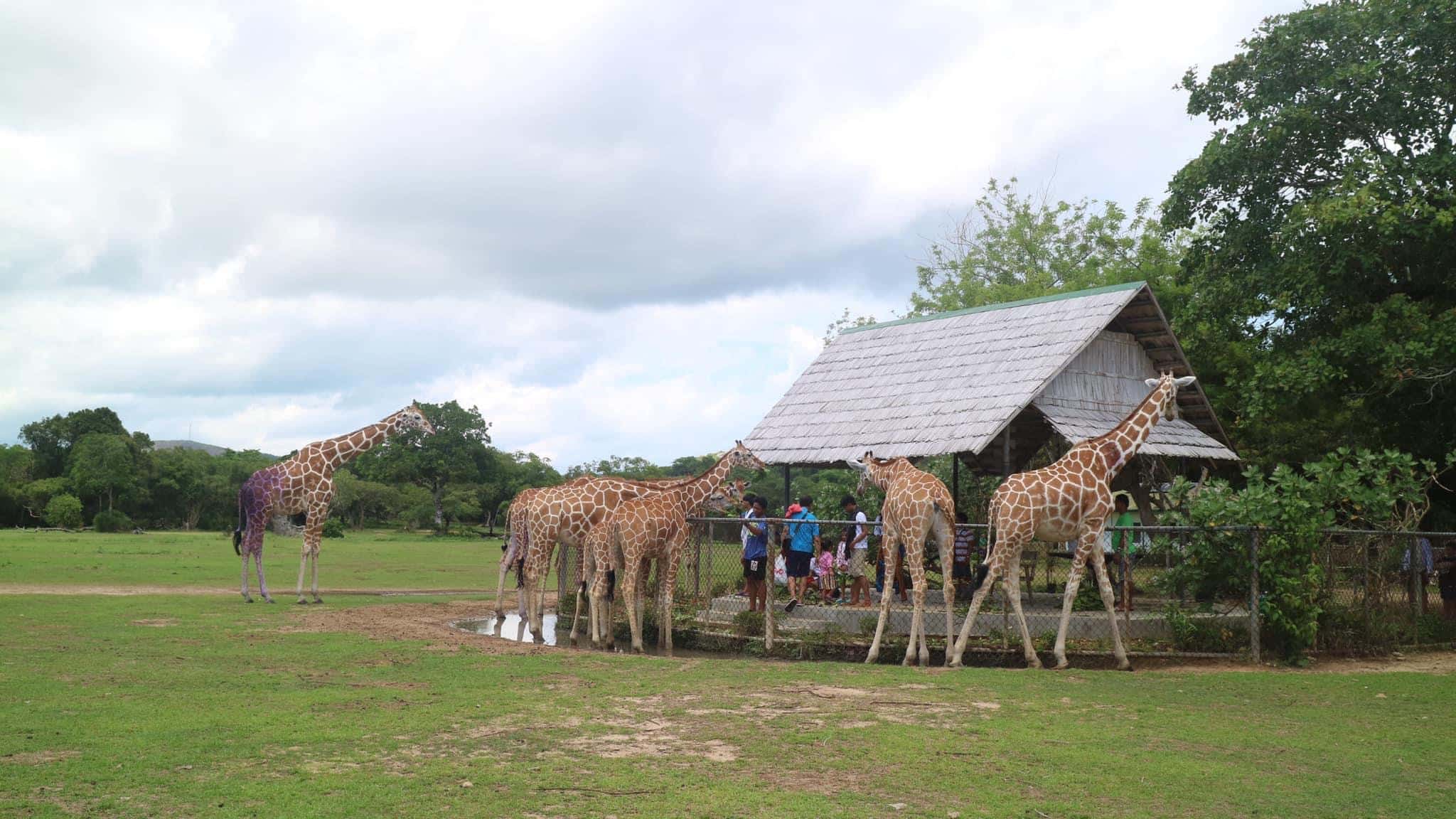 A group of giraffes stands near a thatched-roof shelter in Calauit Safari Park, with several people observing them in a fenced area. The scene, set in Coron, Palawan, features a grassy open field with trees and a cloudy sky as the backdrop.