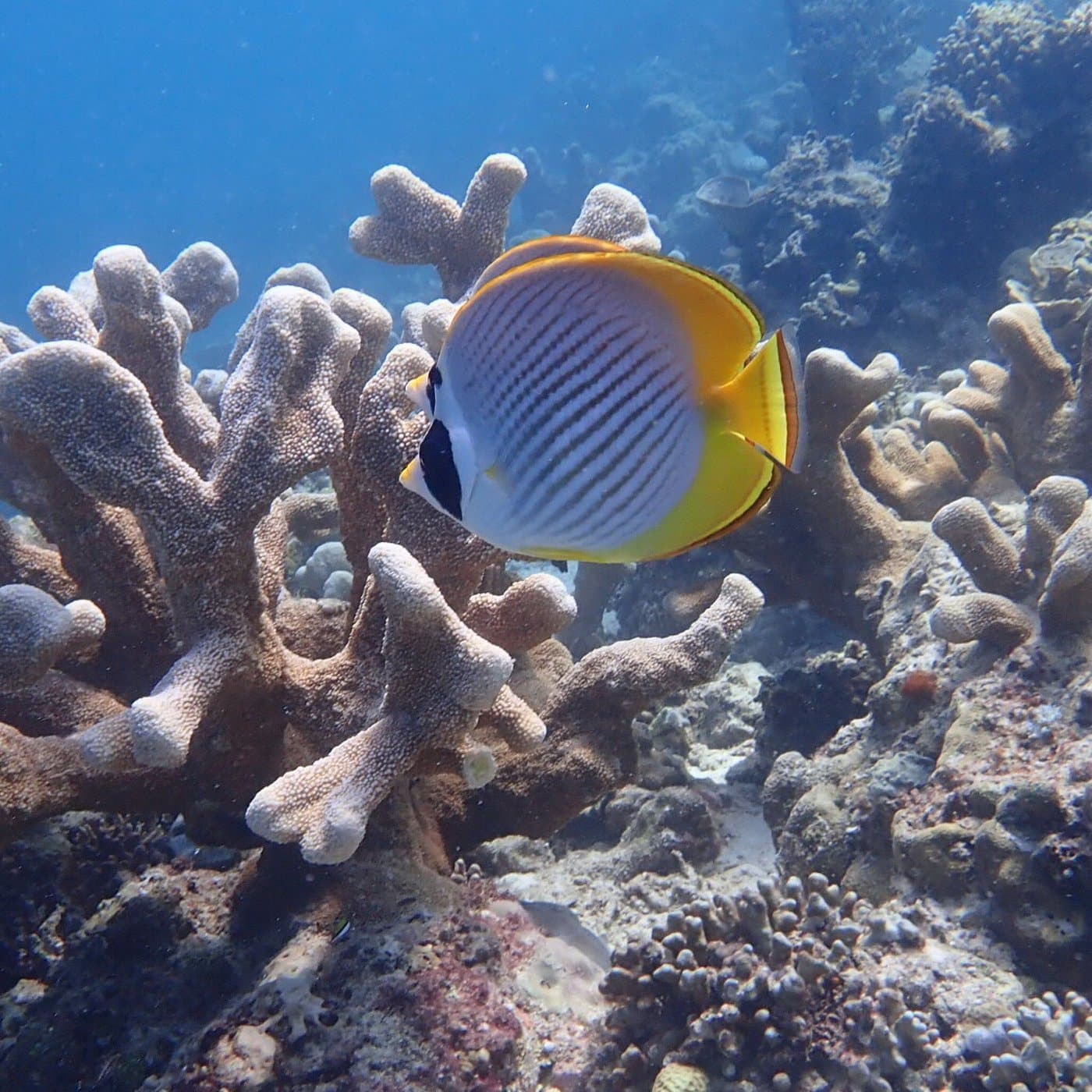 A colorful tropical fish glides gracefully near the vibrant coral formations in Coron’s stunning Coral Gardens, enjoying the crystal-clear blue ocean.