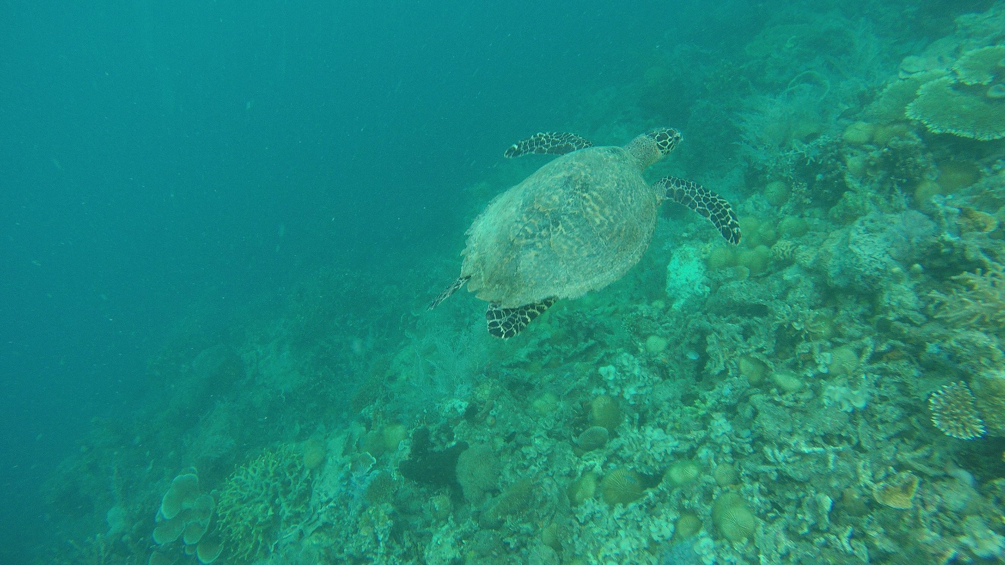 A sea turtle gracefully swims over a vibrant coral reef in the clear blue waters of Coron, an ideal spot for island hopping and exploring Coral Gardens.