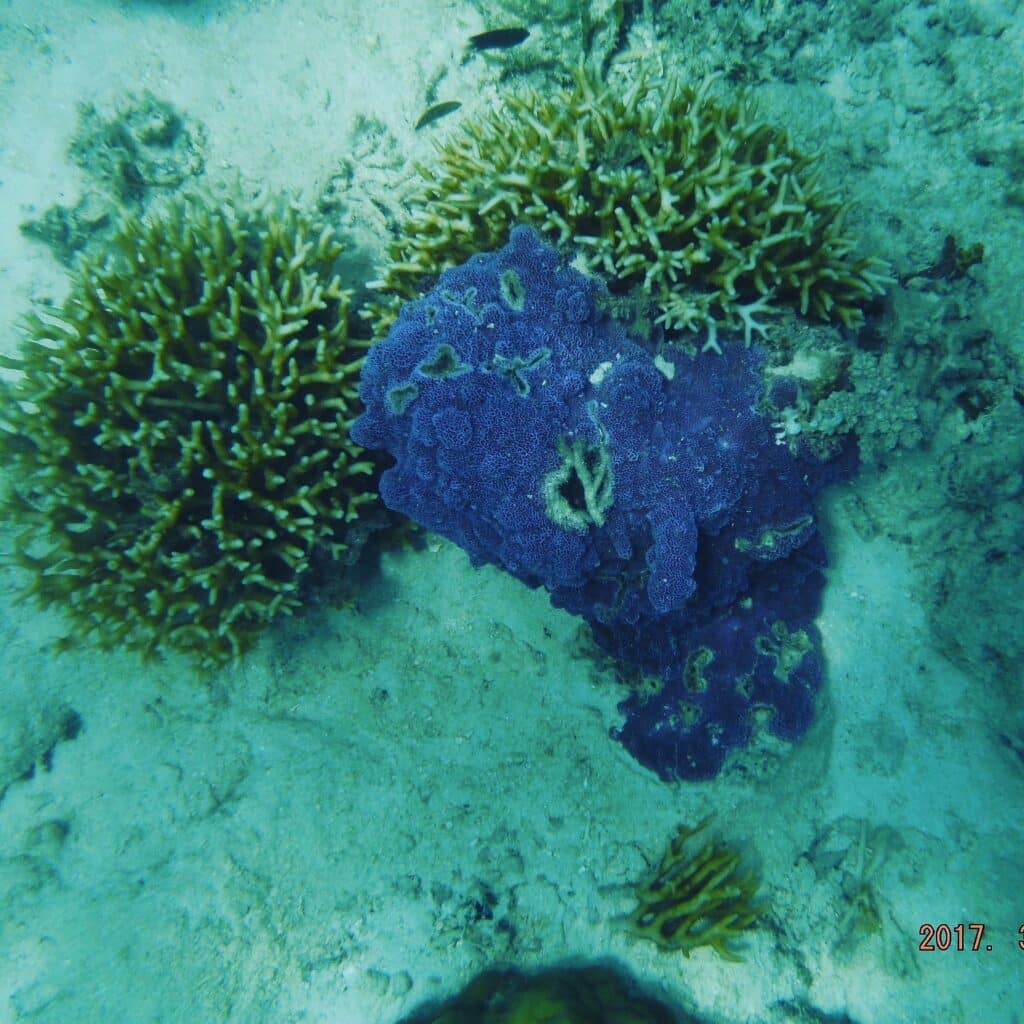 Coral-garden-coron-boat-tour-operator-palawan3