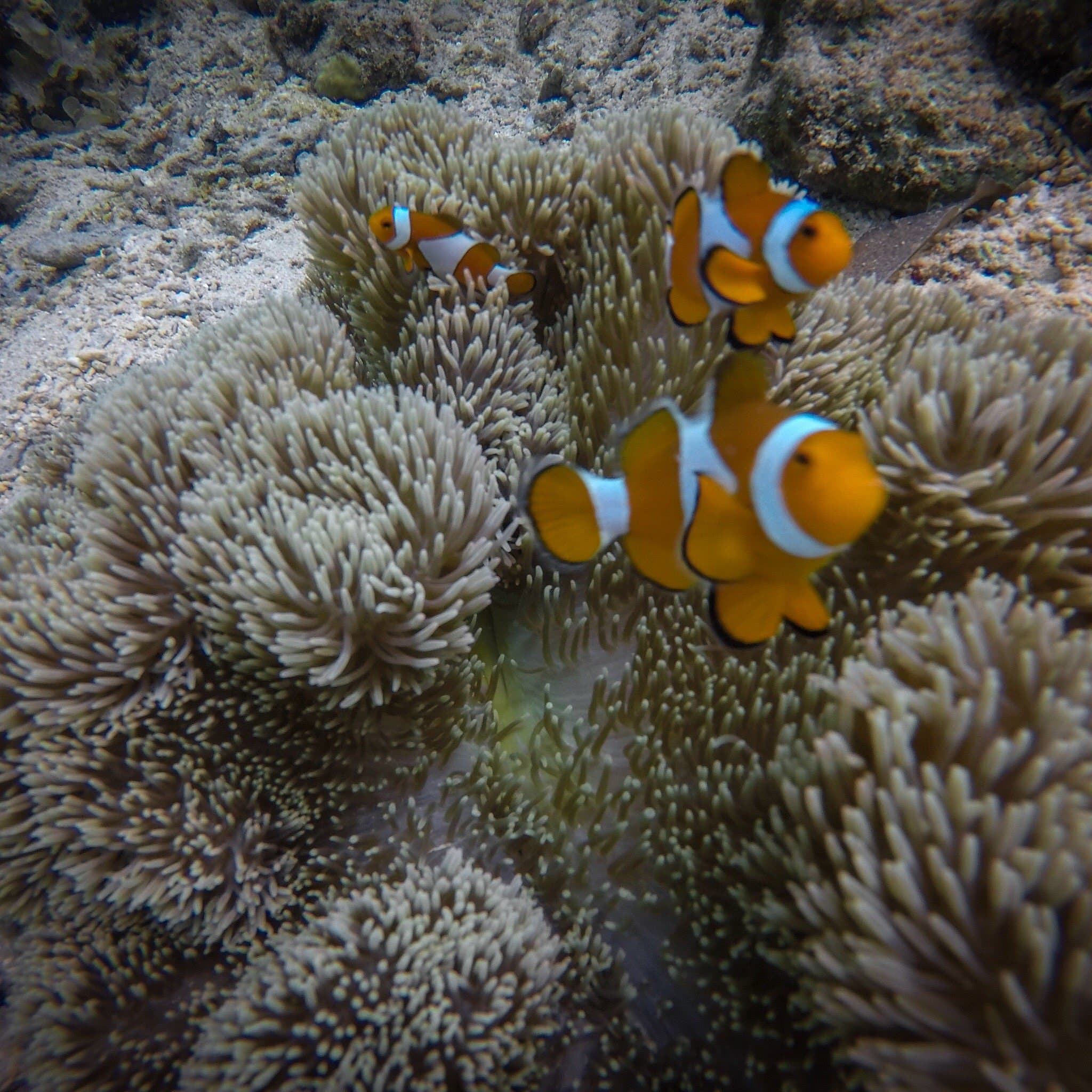 Clownfish gracefully swim among sea anemones in a vibrant Coral Gardens reef, creating a captivating underwater scene perfect for those on an island hopping boat tour.