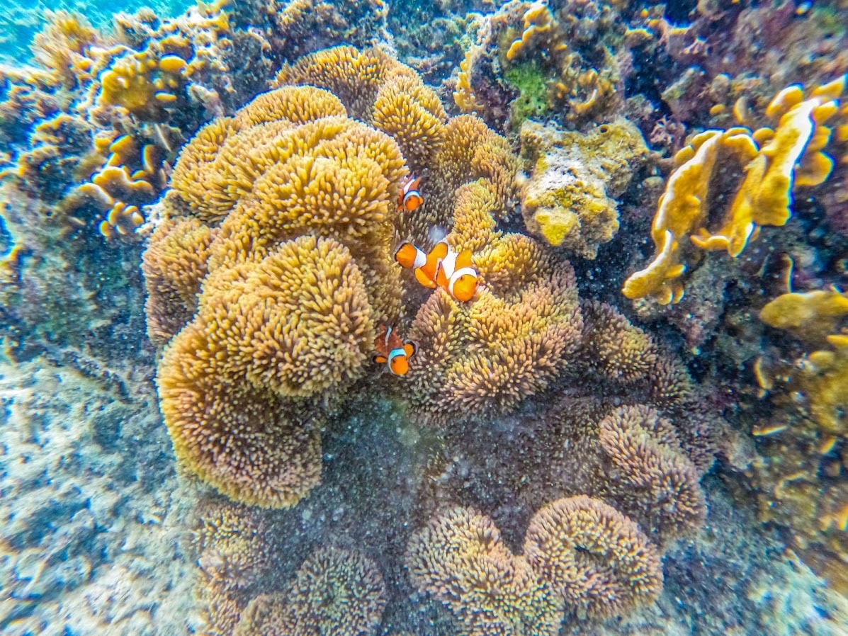 A group of clownfish swim among vibrant, colorful coral reef formations off the coast of Palawan. The scene showcases various coral species, primarily in shades of orange and brown, with clear blue water surrounding Ditaytayan Island in the background.