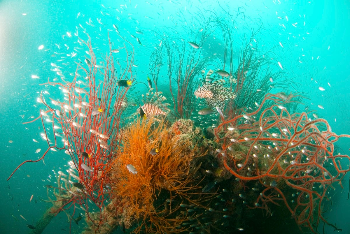 A vibrant underwater scene at a resort features colorful coral, including red and orange branching types, surrounded by small, shimmering fish. The clear turquoise water enhances the vividness of marine life, making it an ideal accommodation choice for island hopping enthusiasts.