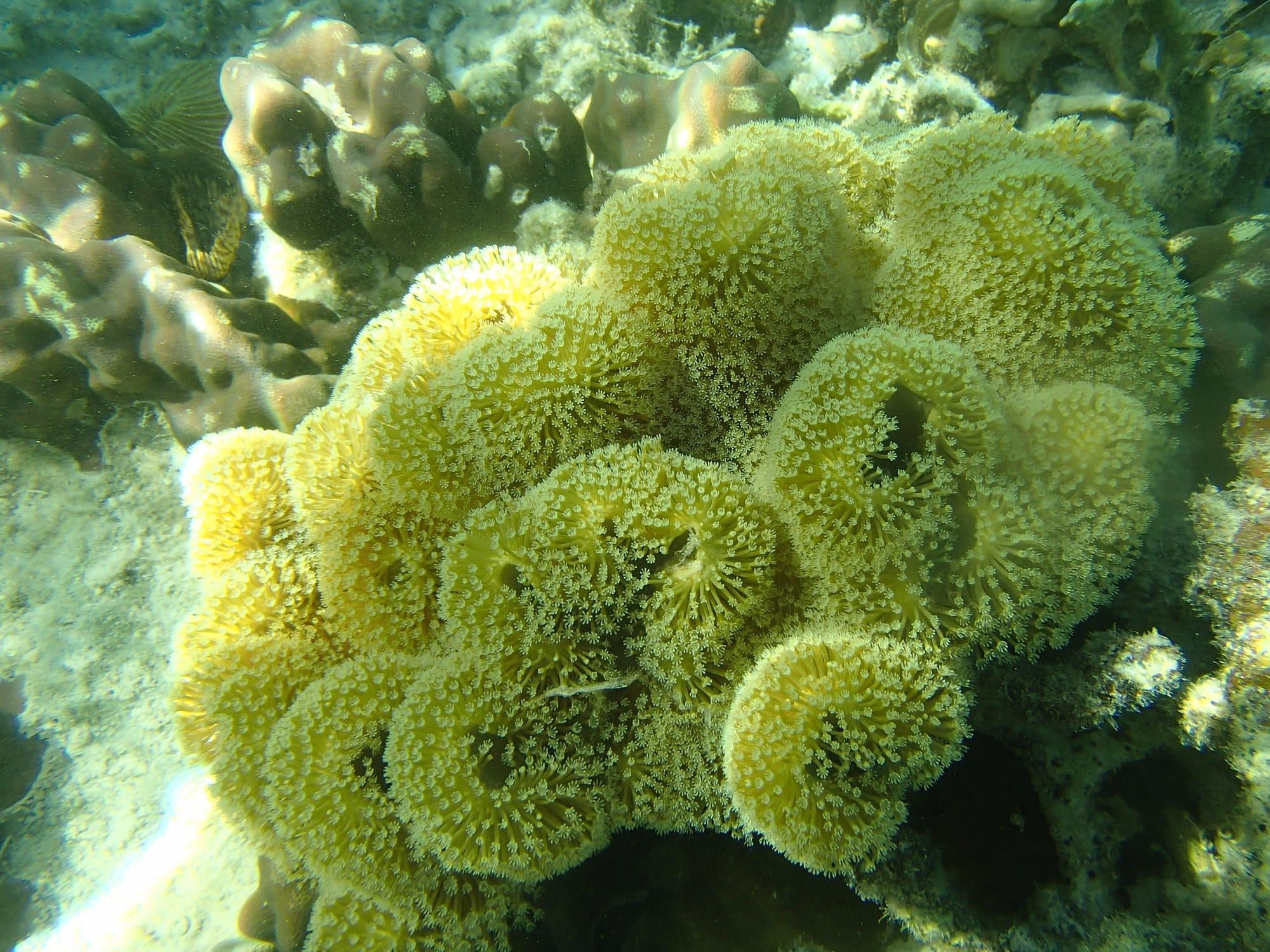 The bright yellow-green coral, adorned with small polyps, thrives underwater among rocks and vibrant marine life. Nearby, a boat tour uncovers hidden treasures like the renowned Skeleton Shipwreck amidst enchanting coral ecosystems.