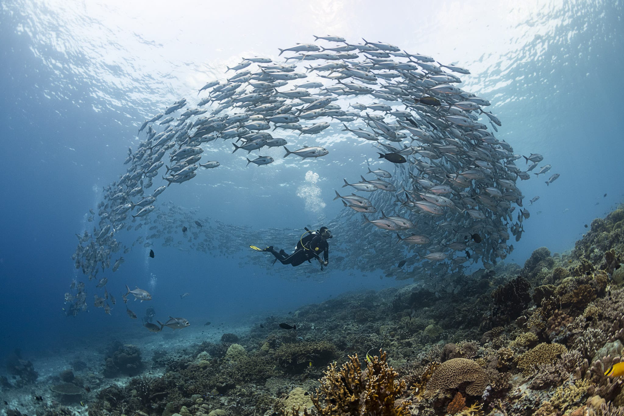 A scuba diver swims beneath a large school of fish forming a circular pattern above a coral reef in El Nido. The clear blue water highlights the vibrant marine life and coral formations below, showcasing one of the best snorkeling spots in the region.