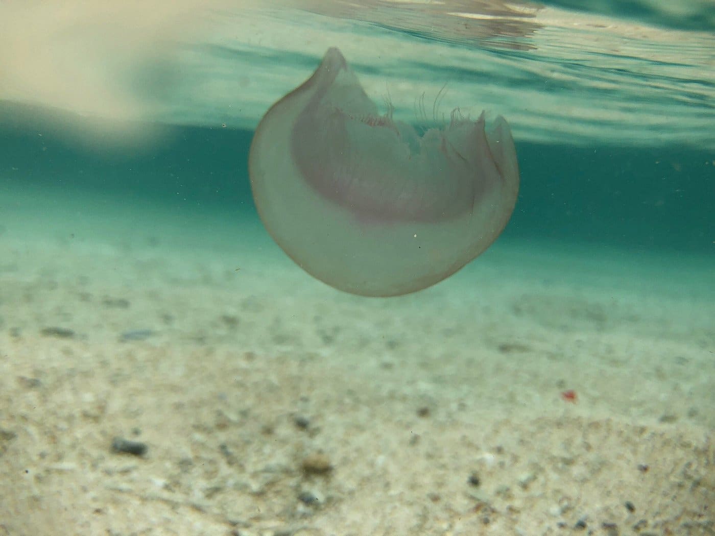 A jellyfish drifts underwater near Seven Commando Beach, its translucent body slightly blurred by the movement of the water. The sandy ocean floor of El Nido is visible beneath it, with gentle ripples and a few small pebbles scattered around.