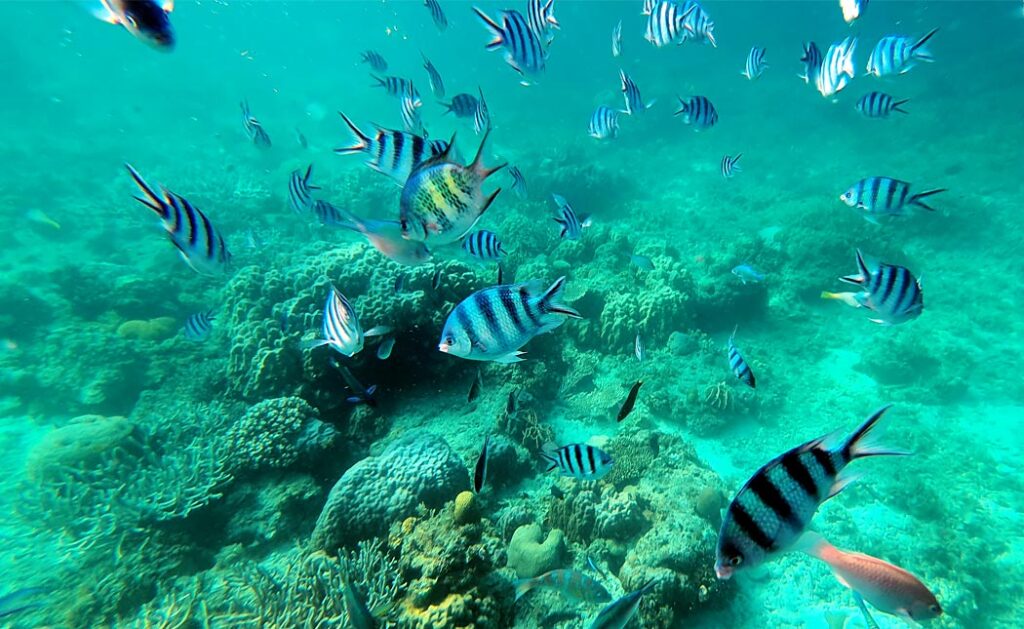 Vibrant tropical fish swimming over coral reefs in Port Barton, Philippines.