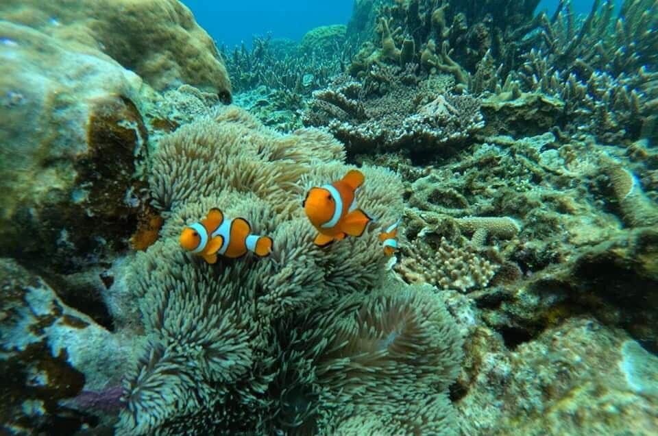 port barton diving pics 3