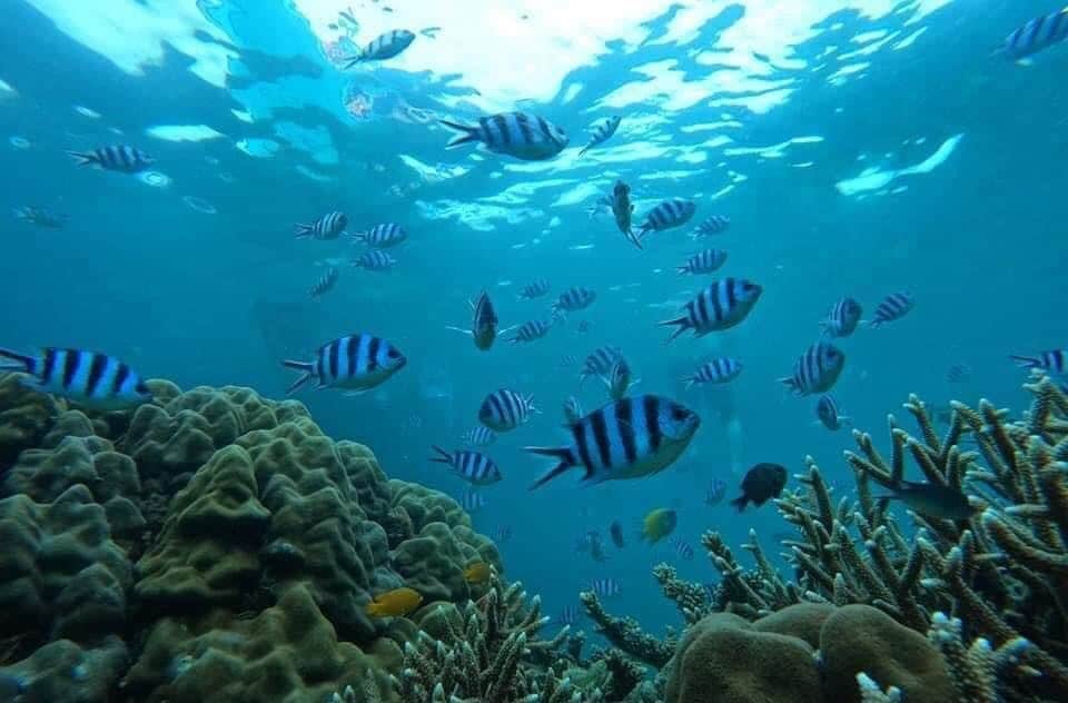 port barton diving pics 4