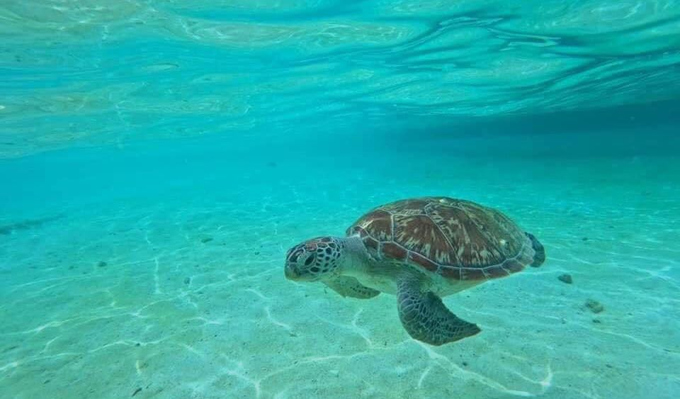 port barton diving pics 5