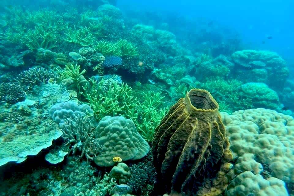 port barton diving pics 6