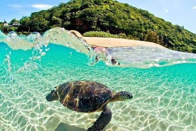Sea turtle swimming in clear waters at Port Barton, Philippines.