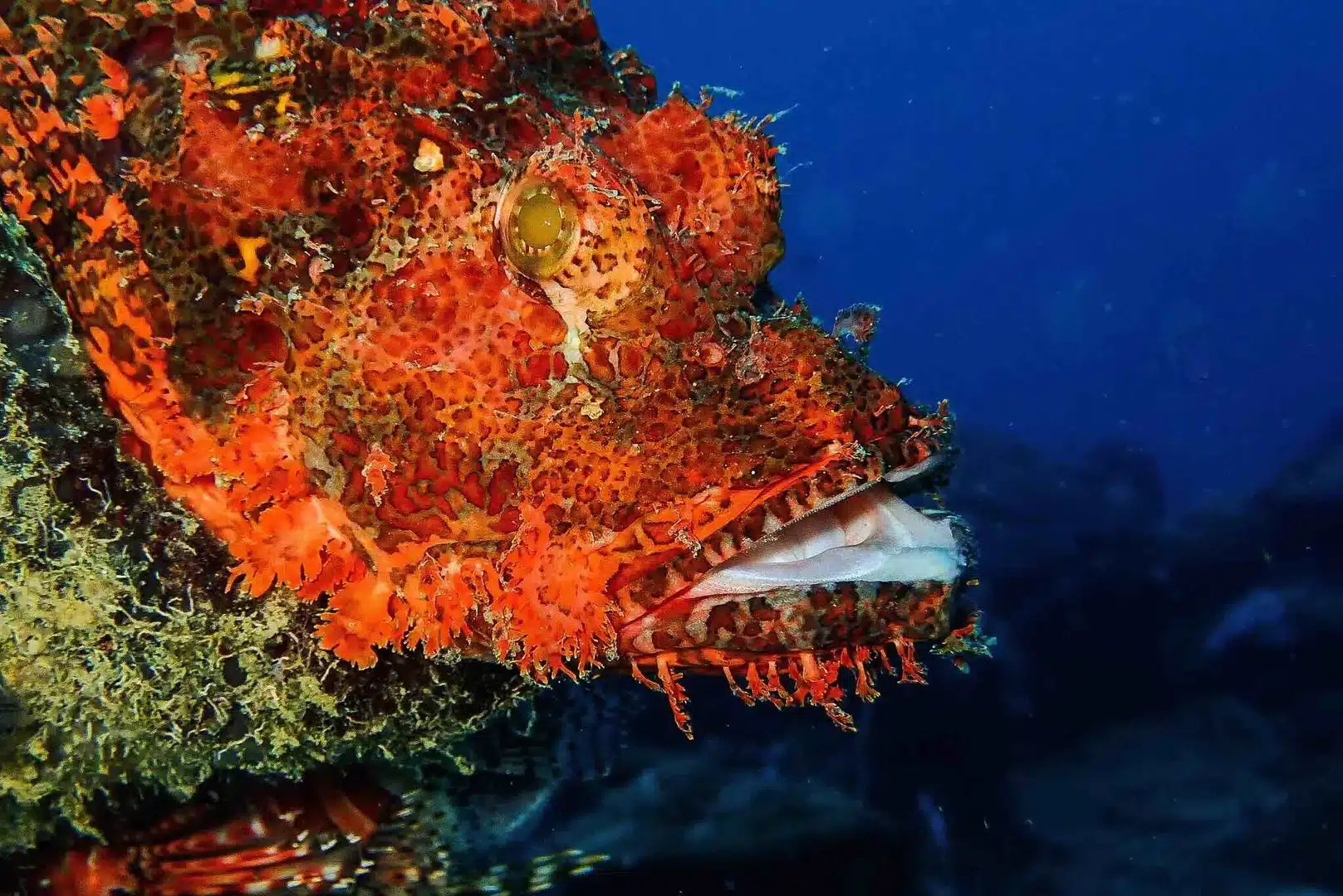 west entalula dive site