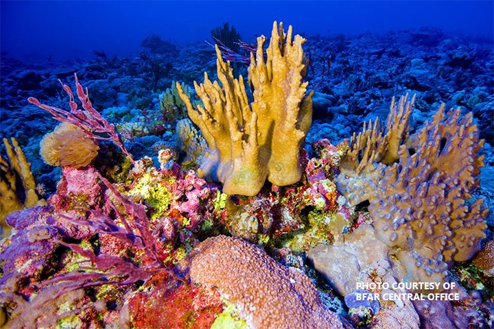 Vibrant underwater scene showcasing Coron’s stunning coral reefs, with species in vivid yellows and purples dotting the colorful ocean floor. The deep blue water contrasts with the bright corals. Text credit in the bottom right corner adds a touch of elegance.