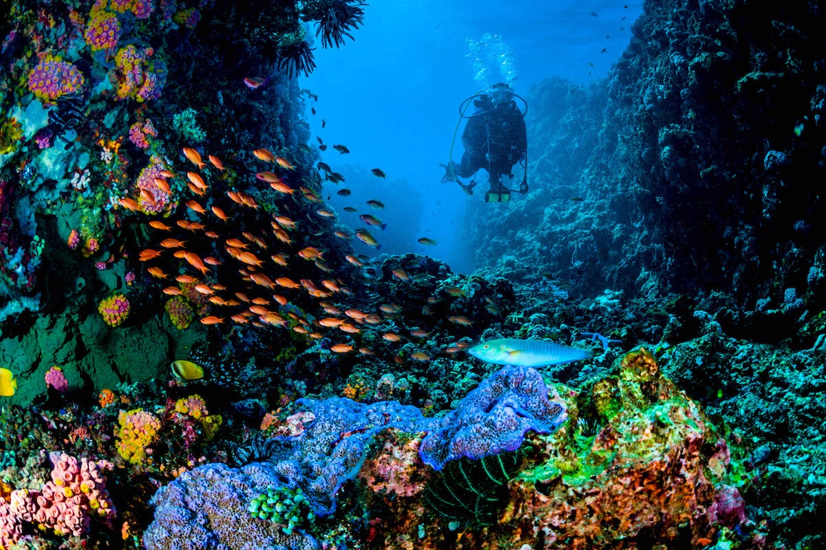 A vibrant underwater scene near El Nido shows a diver swimming among colorful coral reefs and a school of orange fish. The ocean floor is teeming with marine life, and the clear blue water enhances the vividness of the colors, often explored on local boat tours.