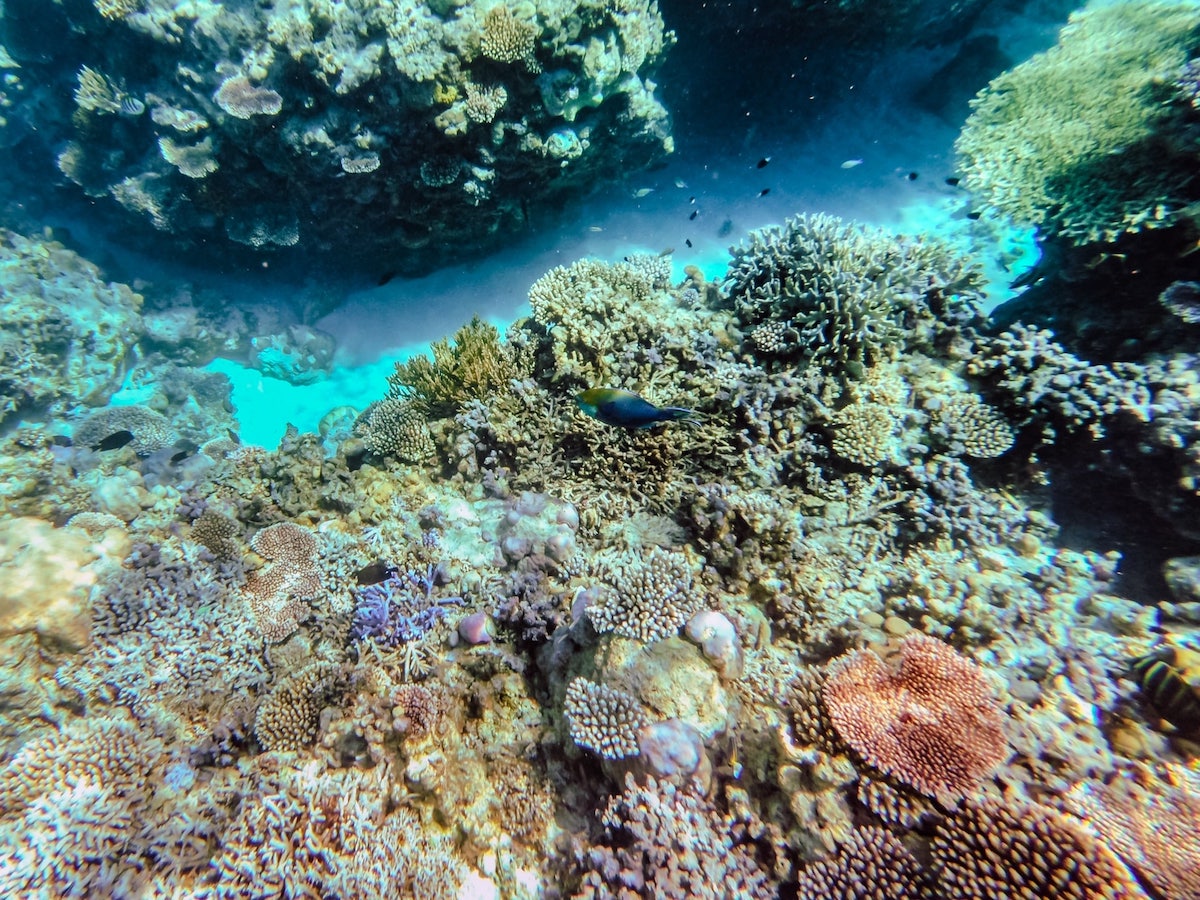 An underwater scene showcases a vibrant coral reef reminiscent of Coron, with diverse coral species and a lone fish gracefully swimming among them. The clear blue water adds depth, highlighting the stunning textures and colors of this marine environment.