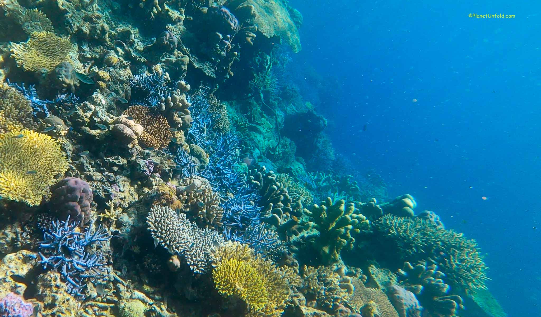 A vibrant coral reef underwater, similar to those near Coron, features a variety of colorful corals ranging from yellow to blue. Sunlight filters through the clear blue water, highlighting the diverse marine life and intricate structures of the reef.