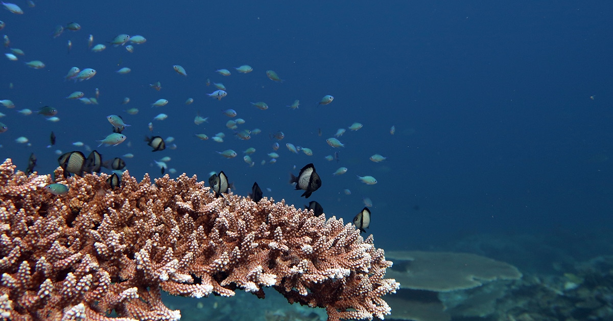 A coral reef underwater with various small fish swimming around it. The ocean background is a deep blue, providing contrast to the tan and pink hues of the coral and the dark and light colors of the fish, a stunning sight often explored during boat tours in El Nido or Coron.