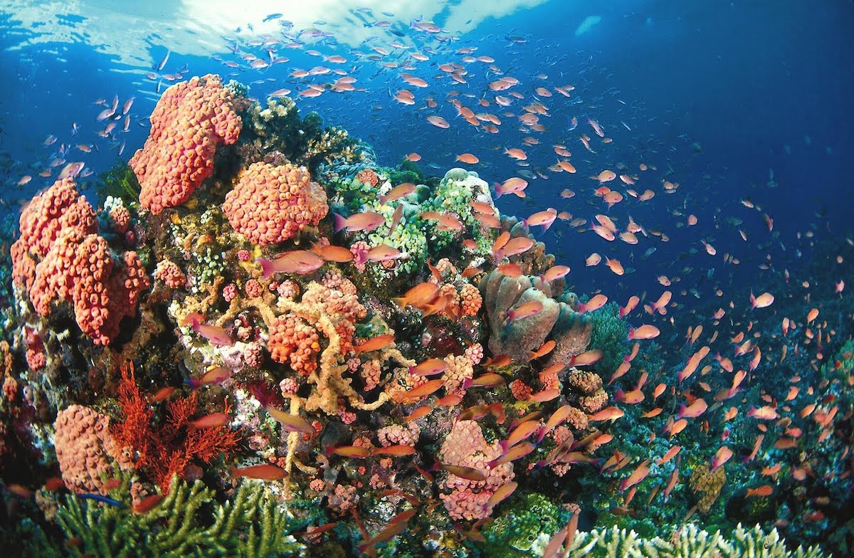 A vibrant underwater scene in El Nido showcases a coral reef teeming with diverse, colorful corals and a large school of small orange fish swimming around. Sunlight filters through the clear blue water above, illuminating the lively marine ecosystem—a sight best explored during local boat tours.