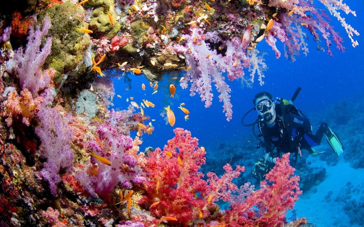 A scuba diver explores a vibrant underwater scene, where colorful coral reefs teem with numerous small, orange fish. The coral displays a range of pink and red hues, creating a stunning contrast against the deep blue ocean background. A scuba diver explores a vibrant underwater scene, where colorful coral reefs teem with numerous small, orange fish. The coral displays a range of pink and red hues, creating a stunning contrast against the deep blue ocean background.