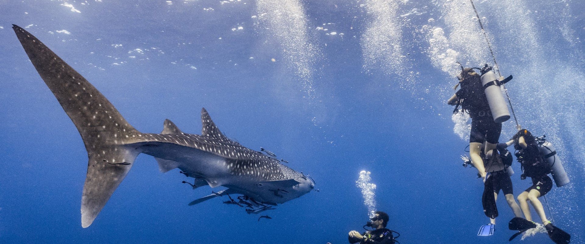 liveaboard philippines tubbataha whaleshark xxl2