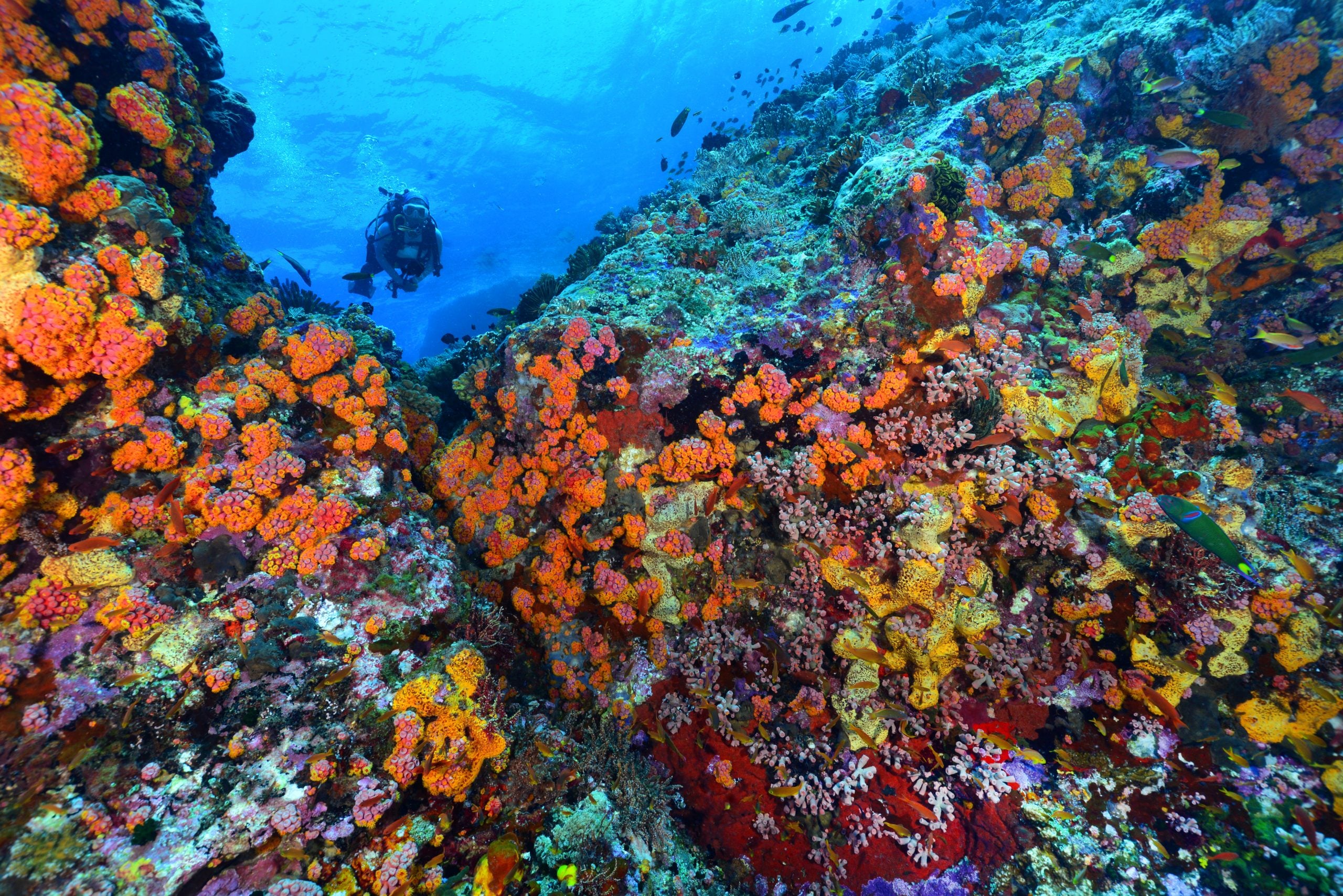 Vibrant coral reef with diverse marine life at Tubbataha Reef, Philippines, ideal for diving enthusi.